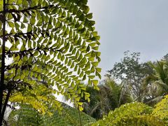 -中国科学院西双版纳热带植物园