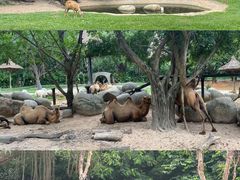 -广州长隆野生动物世界