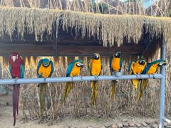 -西霞口神雕山野生动物世界