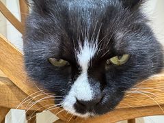 -有猫主题·治愈系猫咖(曾厝垵店)