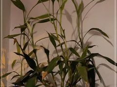 -三色堇(小通巷店)