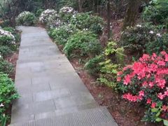 -铁山坪森林公园