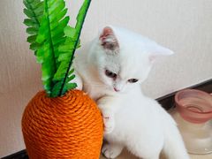 -猫宠乐园·专业洗护