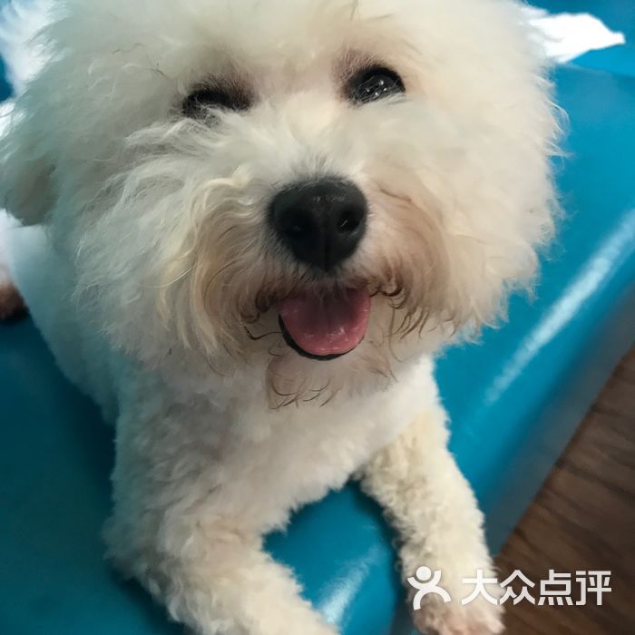 go go cafe 狗狗咖啡屋