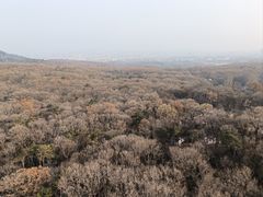 -灵谷景区