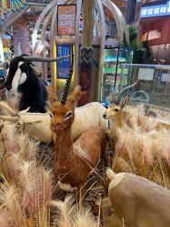 -卡通尼·Safari非洲探索乐园·生日会(金桥国际商业广场店)