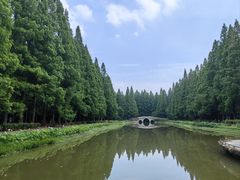 -水杉园