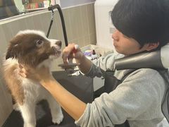 -小呆的宠物店·宠物售卖·宠物寄养(城西店)