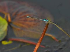 -芒洲湿地公园