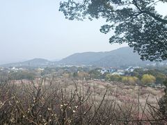 -香雪海