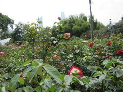 -人民公园(罗湖区)