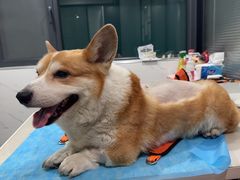 -伟伟宠物医院·CT影像中心·瑞派犬猫综合性门诊(汉口总院)