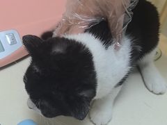 -全心全意连锁动物医院·微创中心·内科急重症·心脏专科(丰管路店)