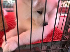 -哈尔滨市宠物交易市场