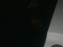 -翊宠yipet猫狗购宠庄园犬舍•猫舍