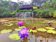 -中国科学院西双版纳热带植物园