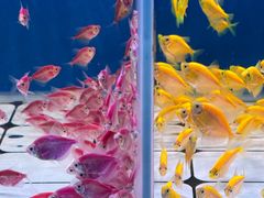 -青石桥花鸟鱼虫市场(叠翠城店)