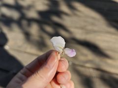 -嘉定紫藤园