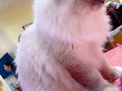 -滚猫咖啡·猫咖·猫友好撸猫(未来城店)