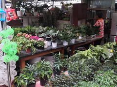-曲阳花鸟市场(曲阳路店)