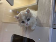-柚子猫舍·精品猫舍购猫·猫咪认养·购宠·宠物店
