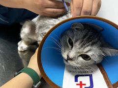 -特一安24小时宠物医院·骨科·中兽医