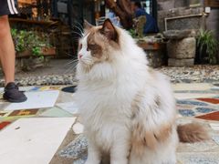 -喵屿·大理花园猫咖