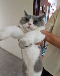 -和木形象