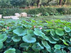 -燕郊植物园