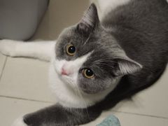 -lincat·猫舍(广州店)