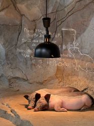 -Zoolung Zoolung动物主题公园(海信广场店)