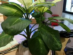 -湛江鑫海名城(鑫海华庭店)