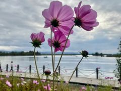 -野鸭湖国家湿地公园