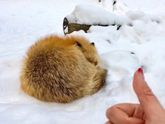 -宫城藏王狐狸村