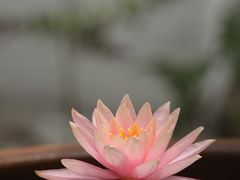 -苏州太湖西山岛开心农场