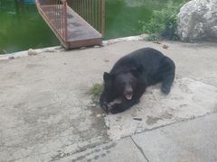 -栾川竹海野生动物园