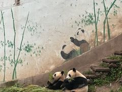 -中国大熊猫保护研究中心雅安碧峰峡基地