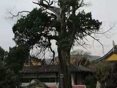 -司徒庙