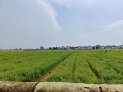 -喜林苑·稻田餐厅(品相府店)