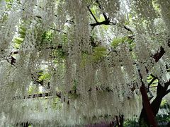 -嘉定紫藤园