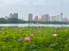 -莲花池公园