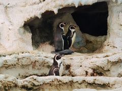 -帝企鹅自助餐厅•儿童岛•真企鹅(长隆企鹅酒店)