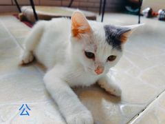 -纳吉亚猫专科动物诊疗中心(蒋宅口分院)