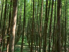-山王坪喀斯特国家生态公园