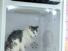 -唐小姐の猫狗洗护·购宠旗舰店(周浦万达店)