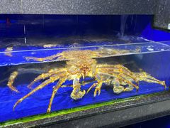 -小海豚·老字号海鲜餐厅(三亚湾店)