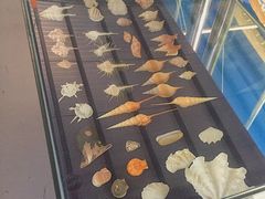 -上海海洋大学鱼文化博物馆(军工路校区)