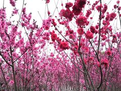 -上海市龙华烈士陵园