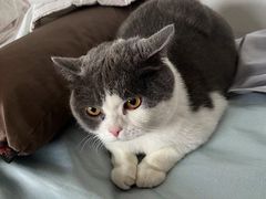 -纳吉亚猫专科动物诊疗中心(蒋宅口分院)