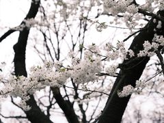 -黔灵山公园